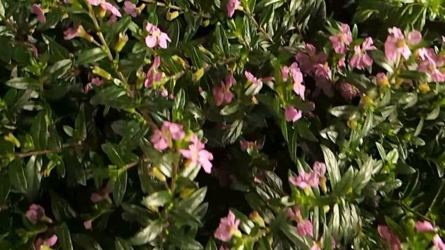 Cuphea hyssopifolia смотреть онлайн