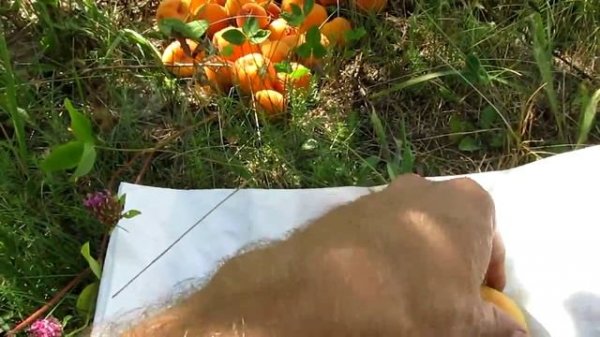 Сорт абрикоса Шедевр