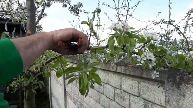 Что делать с грушей весной смотреть онлайн