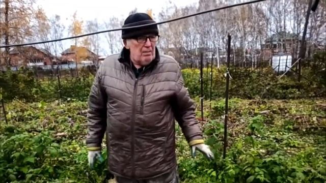Пригибание малины на зиму смотреть онлайн