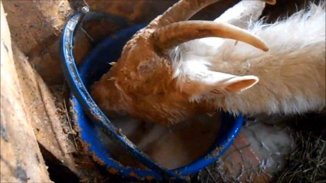 Коза ест очень смешно. смотреть онлайн