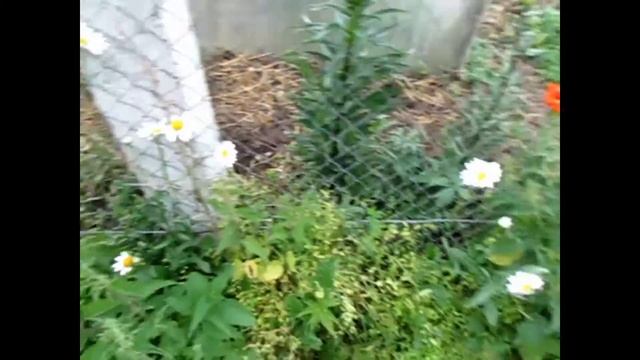 Кладовая природы. Волосы как - ШЕЛК . смотреть онлайн