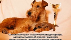 Ирландский терьер: описание породы, характер