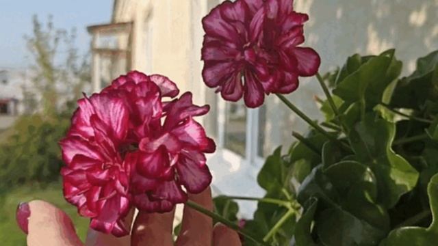 Что делать осенью с пеларгонией, растущей на улице смотреть онлайн