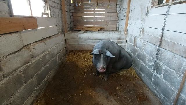 Стимуляция! что делать если перехаживает? смотреть онлайн