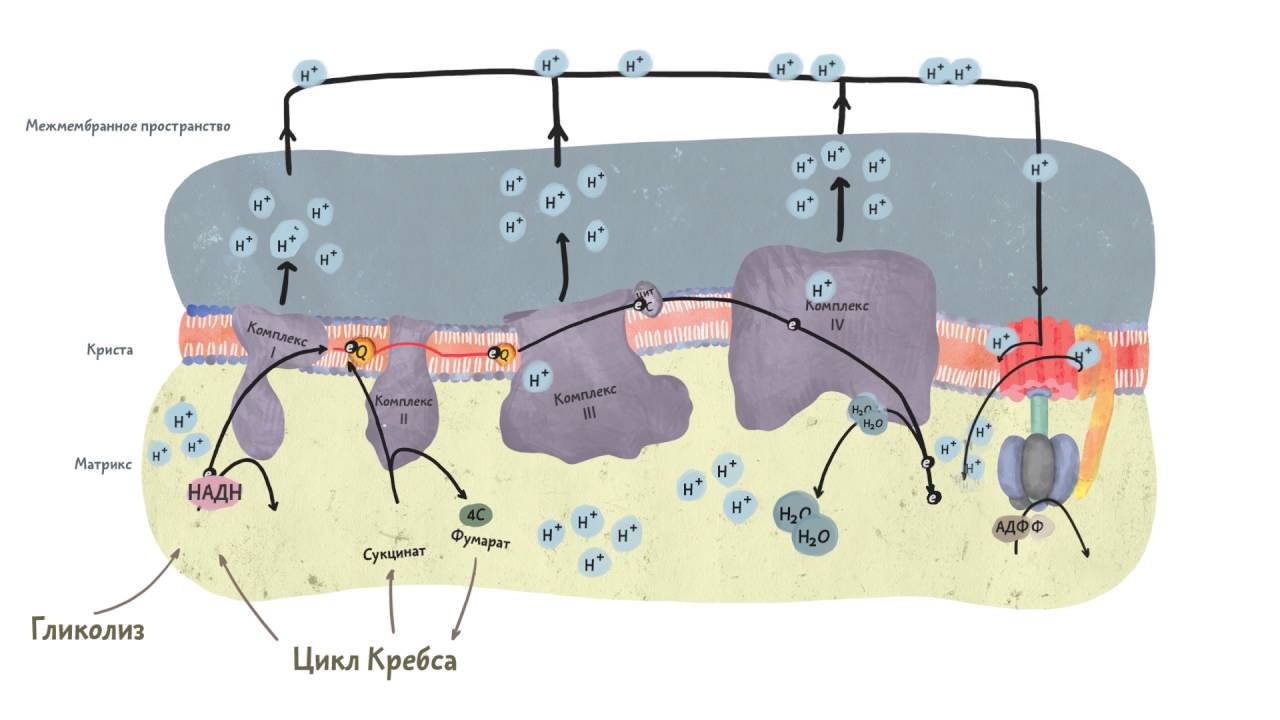 Синтез АТФ. Клеточное дыхание 2.3. смотреть онлайн