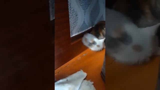 Влог "как мы сходили к бабушке посмотреть котёнка" (это девочка)💞 смотреть онлайн