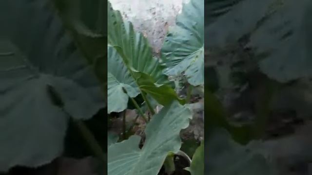 Фикусы каучуковые,Алоказия и Фикус Бенжамин смотреть онлайн