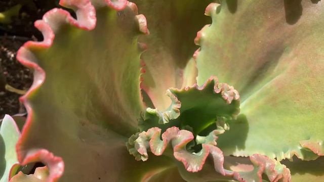 Echeveria Red Sails Quick Overview & Growing Tips смотреть онлайн