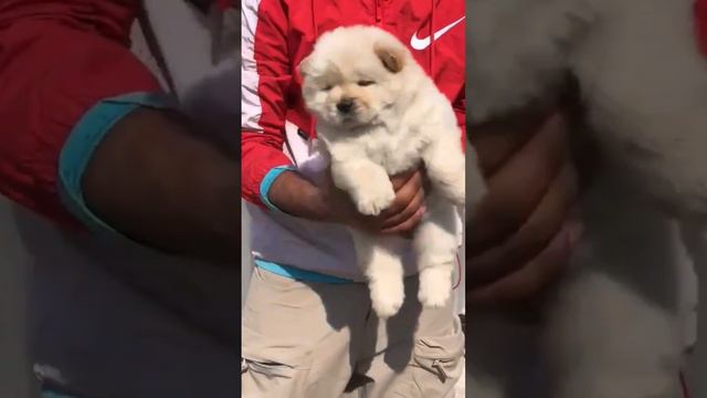 #sale #chowchow #puppy #trending #viralvideo #delivery AVL #like #subscribetomychannel 8595994829 смотреть онлайн