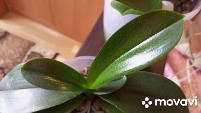 03.08.2022г.ОБЗОР МОИХ ОРХИДЕЙ ПОСЛЕ ЦВЕТЕНИЯ! смотреть онлайн