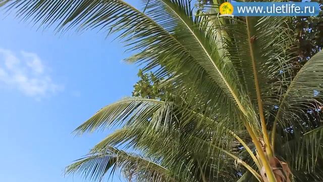 Пляжи Самуи Банграк The Beaches Of Koh Samui Bangrak смотреть онлайн