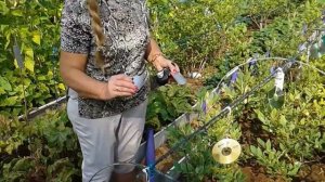 Голубика,садовая черника  защита от птиц .