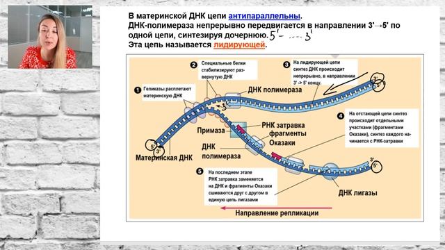 Лидирующая ДНК. Отстающая ДНК. Фрагменты Оказаки. смотреть онлайн