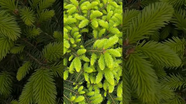 PICEA ABIES “NIDIFORMIS”?ПРИРОСТЫ #picea #ель #ялина смотреть онлайн