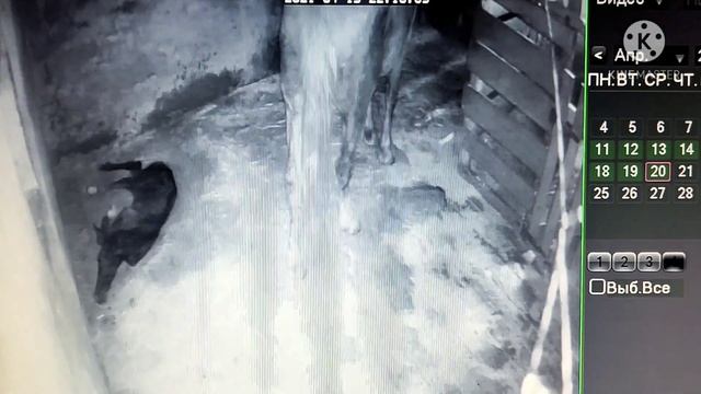 Рождение жеребенка!Выжеребка кобылы за 3 минуты :).Контроль желателен! смотреть онлайн