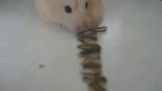 Sparky Being a Hamster Vacuum! смотреть онлайн