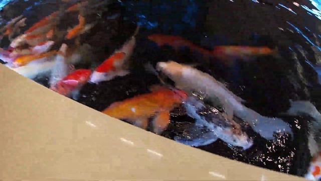 Аквариум с золотыми рыбками смотреть онлайн