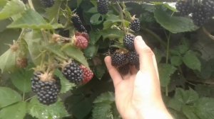 Ежевика Лох Тей (Loch Tay) бесшипная . Урожай 2017.
