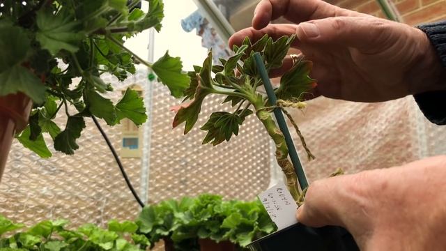 The Pelargonium Greenhouse in April - Part 1. Potting young standards смотреть онлайн