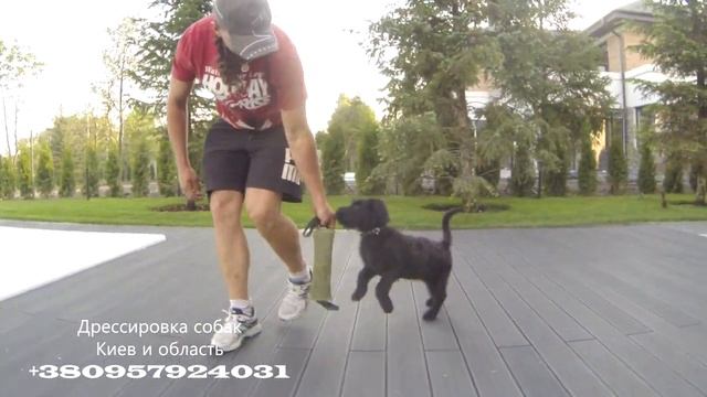 159. Дрессировка щенка ризеншнауцера в 3 месяца. Учим щенка играть смотреть онлайн