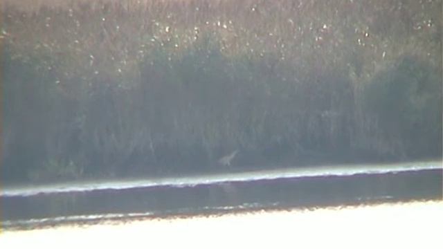 Botaurus stellaris bukač velký смотреть онлайн