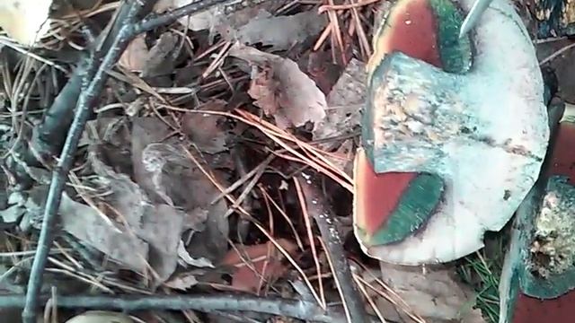 интересные грибы смотреть онлайн