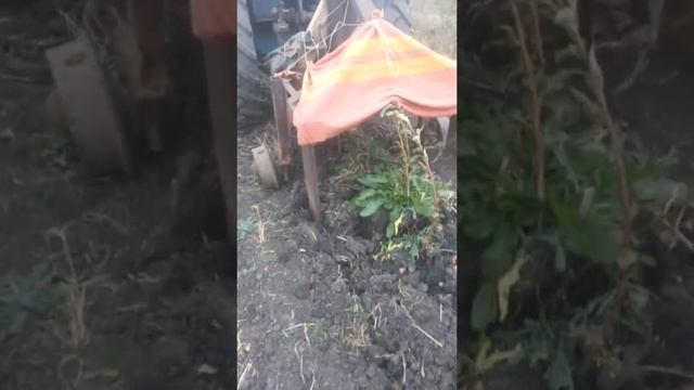 как мы копаем саженцы без лопаты быстро и легко часть 1 смотреть онлайн