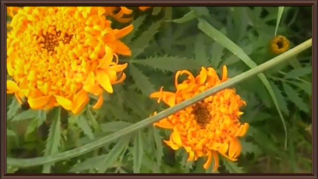 Пакует чемоданы лето...Красивое видео , с нежной , завораживающей мелодией ! смотреть онлайн