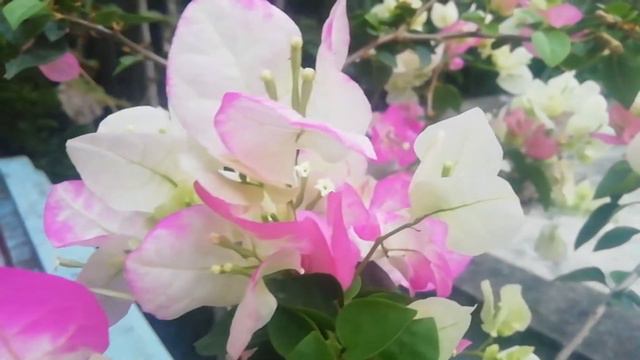New collection Bougainvillea ( kagoch flower ) смотреть онлайн