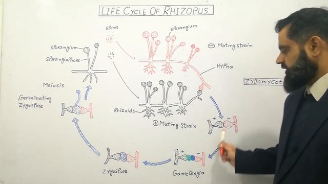 Zygomycota Urdu /Hindi medium @prof.masoodfuzail |Life cycle of Rhizopus | Conjugating Fungi смотреть онлайн