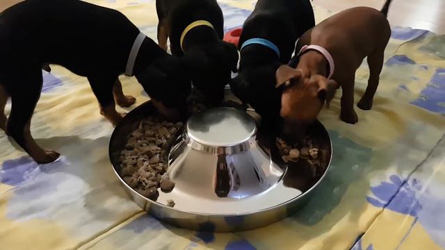 Щенки цвергпинчера. Обед по расписанию! смотреть онлайн