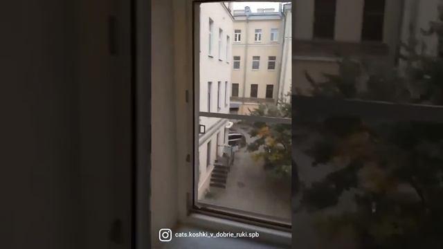 Краш тест москитной сетки Падение кошки из окна смотреть онлайн