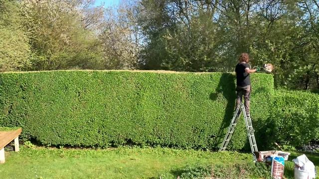 Is It Level?!? | Privet Hedge Trimming And Lawn Care
