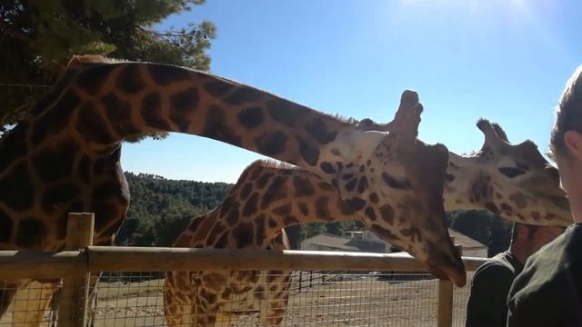 #Safari #Aitana | Vlog смотреть онлайн