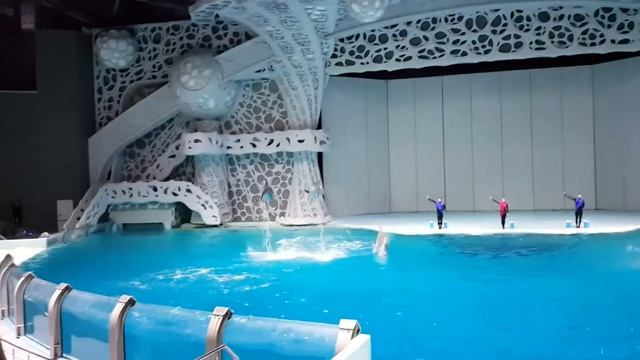 Москвариум. Белуги. Косатки. Моржы. Дельфины.(2) смотреть онлайн