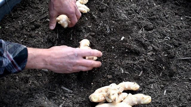 How to Easily Plant Ginger All Over Your Garden: Sun, Moisture, Depth, Fertilizing, Spacing & More! смотреть онлайн