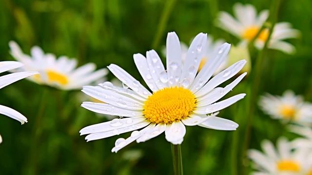 10 минут расслабляющей музыки на фортепиано для отдыха, сна, медитации смотреть онлайн