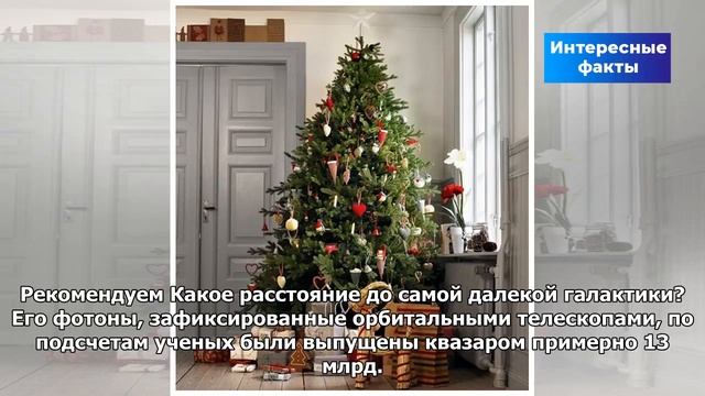 Почему на Новый год наряжают елку? | Интересные факты смотреть онлайн
