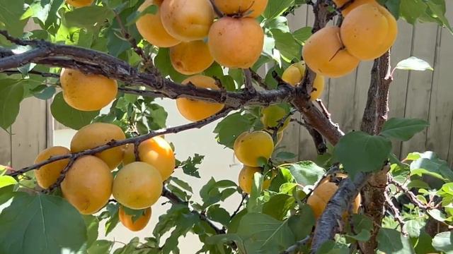 Абрикосы- полезные свойства. 4к.