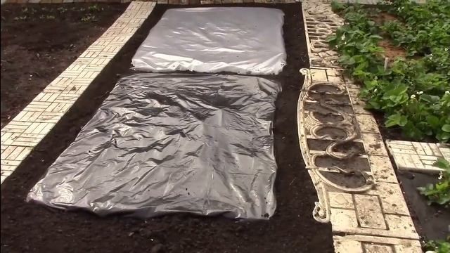 Как посадить огурцы на плёнке. смотреть онлайн