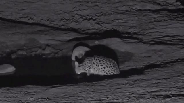 Safari Live Videos-Aug 27- early morning. Serval Comes To Visit The Djuma Waterhole смотреть онлайн