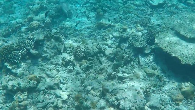 Big Puffy and I - Gaafaru Atoll 2018 смотреть онлайн
