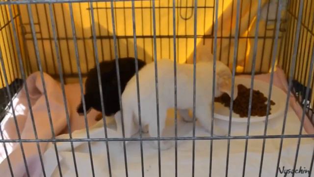 Всеукраинская выстовка собак в Кировограде 28. 04. 2013 года смотреть онлайн