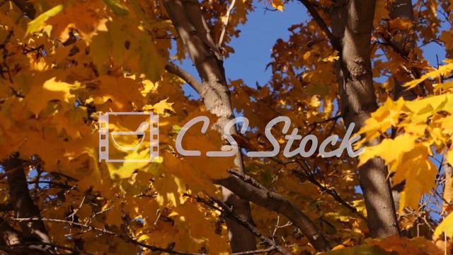 Closeup of a tree with autumn leaves falling in the background смотреть онлайн