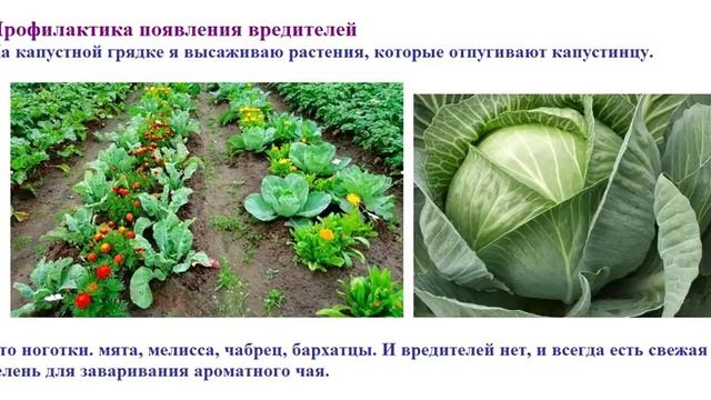 Спасаем капусту от вредителей двумя эффективными народными средствами смотреть онлайн