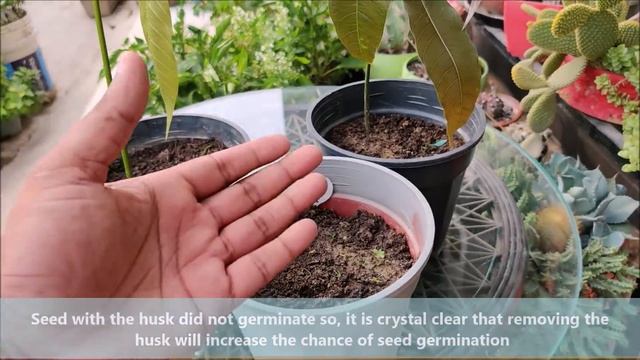 How To Grow a Mango Tree From Seed | SEED TO HARVEST смотреть онлайн