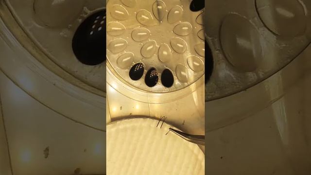 Как формировать пучек 2Д на ленте. Четыре техники формирования пучка 2Д. смотреть онлайн