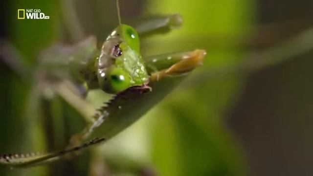 Из-за жары в Рязани появились богомолы смотреть онлайн