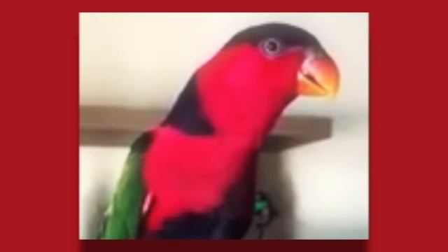 Самый лучший пародист телефонного звонка смотреть онлайн